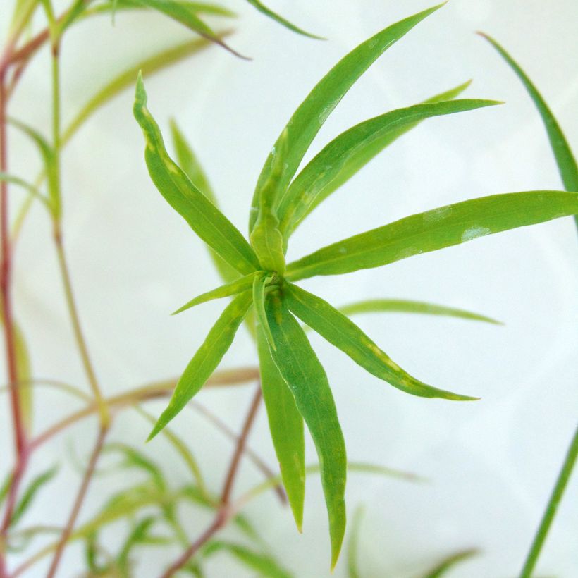 Pracht-Nelke Primadonna - Dianthus superbus (Laub)