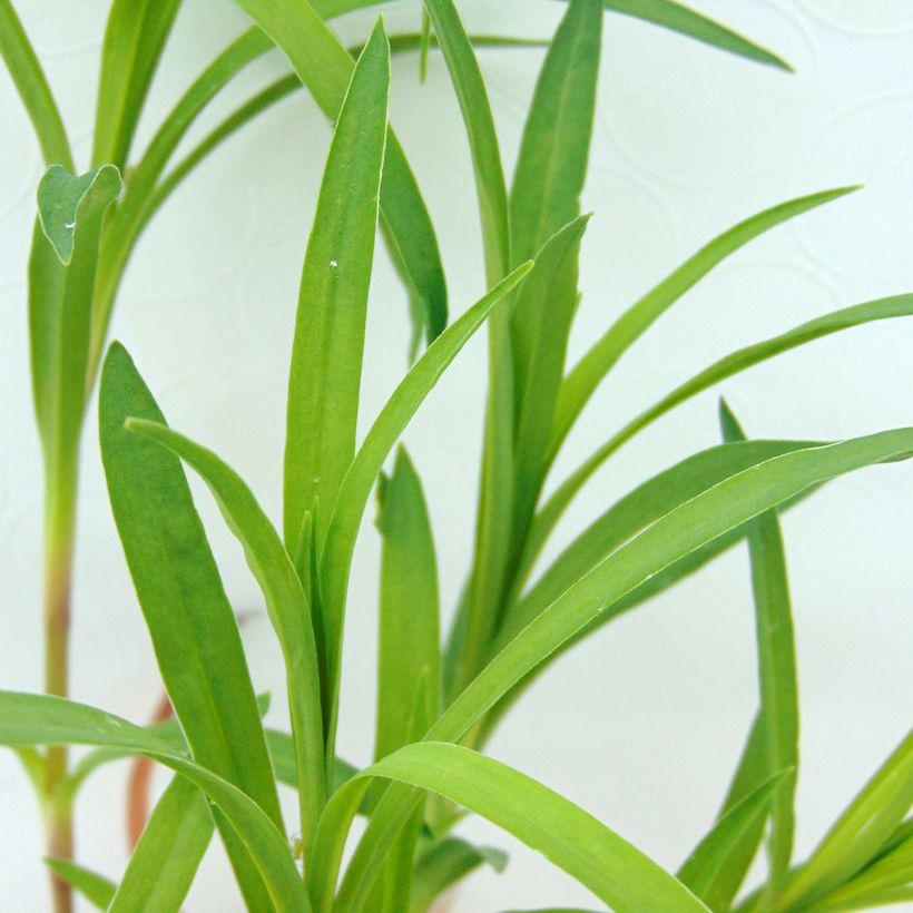 Pracht-Nelke - Dianthus superbus (Laub)