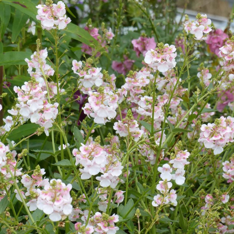 Diascia Up Rose Pink - Lachsblume (Blüte)