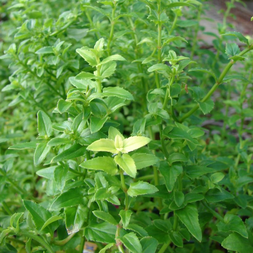 Diascia Ruby Field - Lachsblume (Laub)