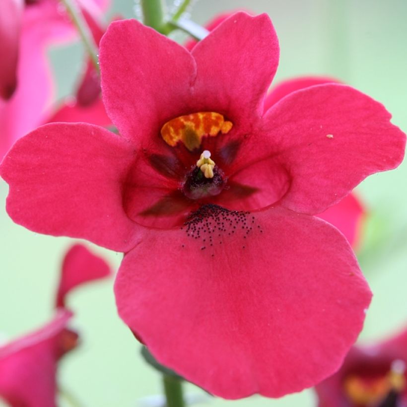 Diascia Ruby Field - Lachsblume (Blüte)