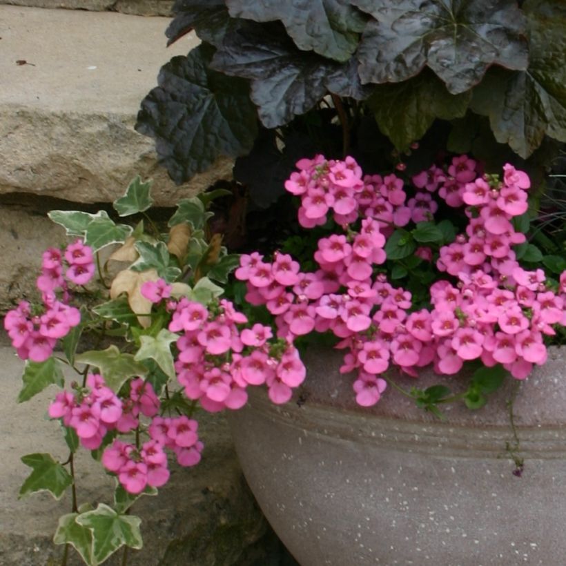 Diascia Ruby Field - Lachsblume (Hafen)