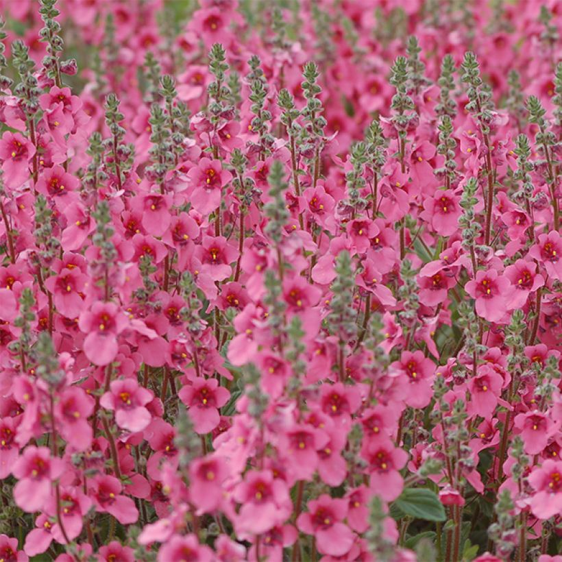 Diascia fetcaniensis - Lachsblume (Blüte)