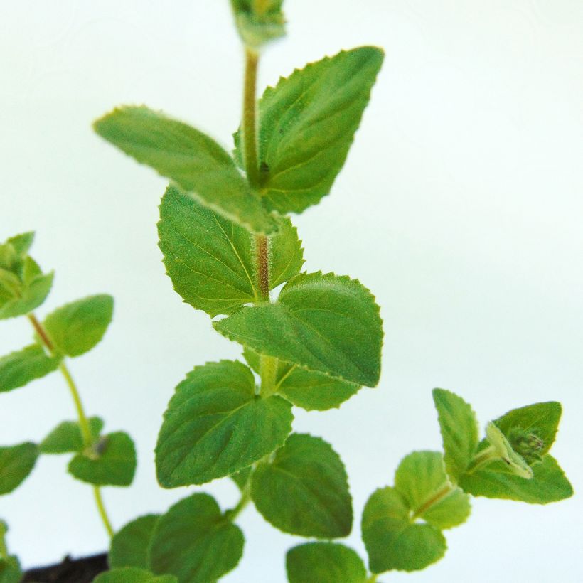 Diascia fetcaniensis - Lachsblume (Laub)