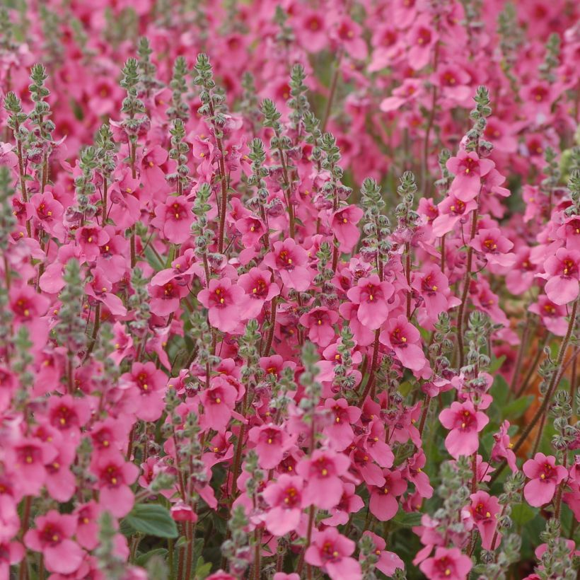 Diascia integerrima - Lachsblume (Hafen)