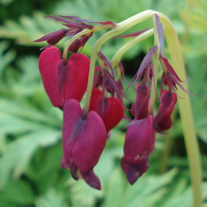 Dicentra formosa Bacchanal - Zwerg-Herzblume (Blüte)