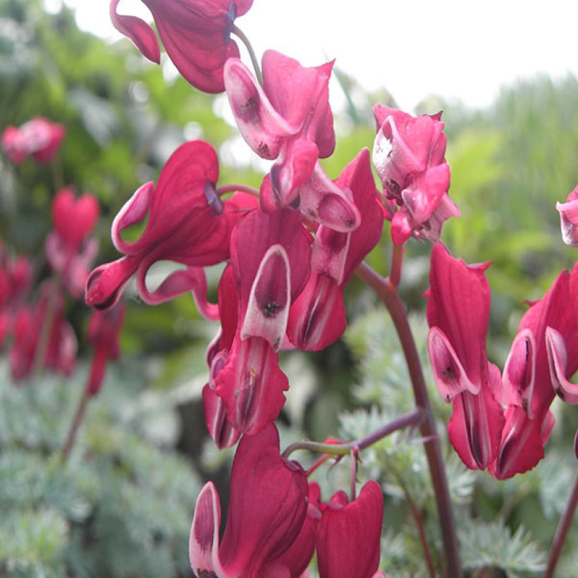 Dicentra Burning Hearts - Herzblume (Blüte)