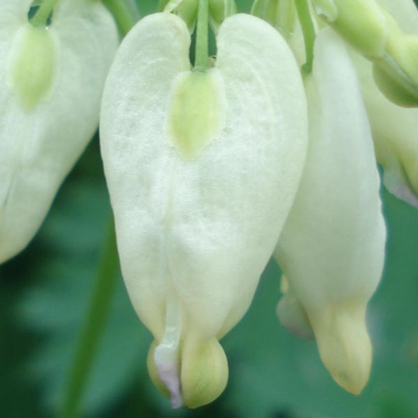 Dicentra formosa Aurora - Zwerg-Herzblume (Blüte)