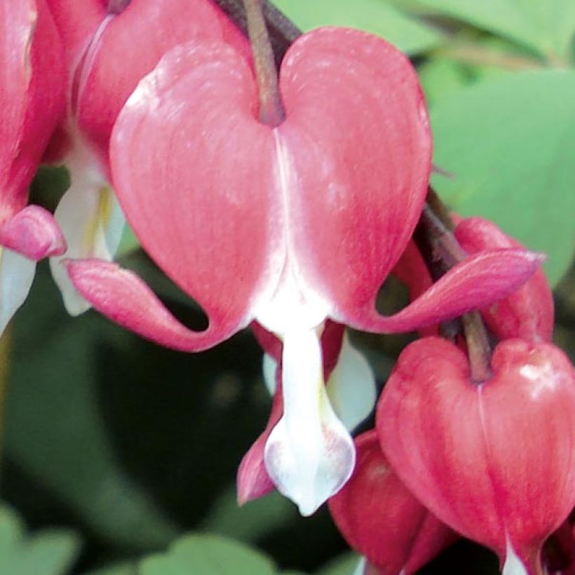 Dicentra spectabilis Valentine - Tränendes Herz (Blüte)