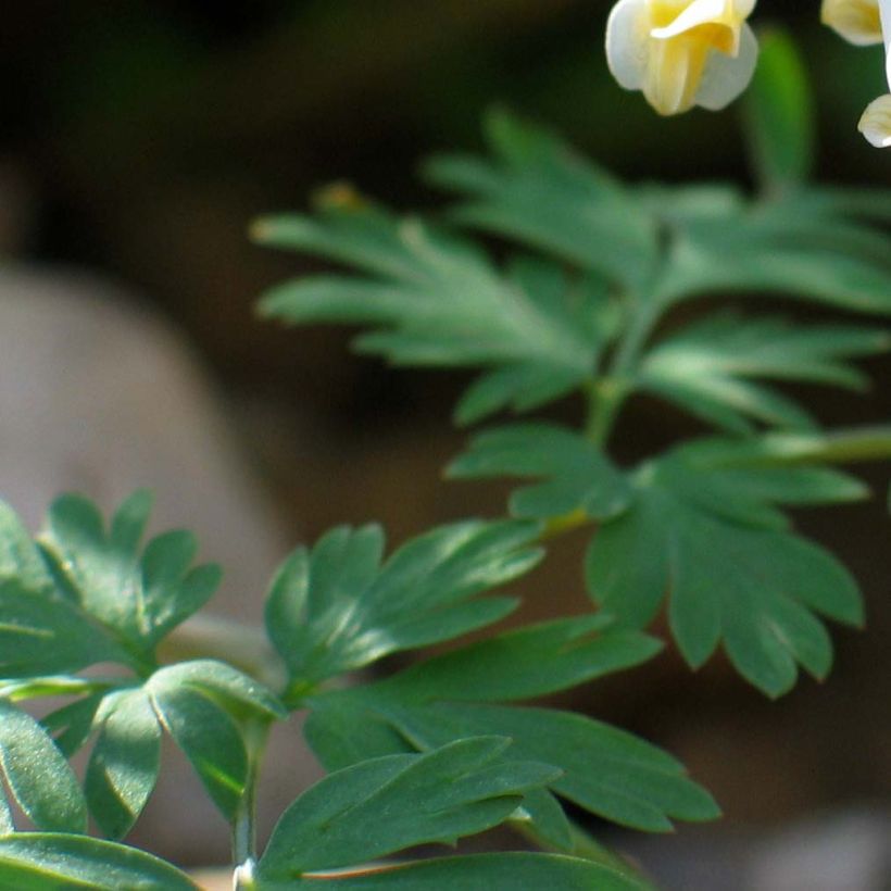 Dicentra cucullaria - Kapuzen-Herzblume (Laub)