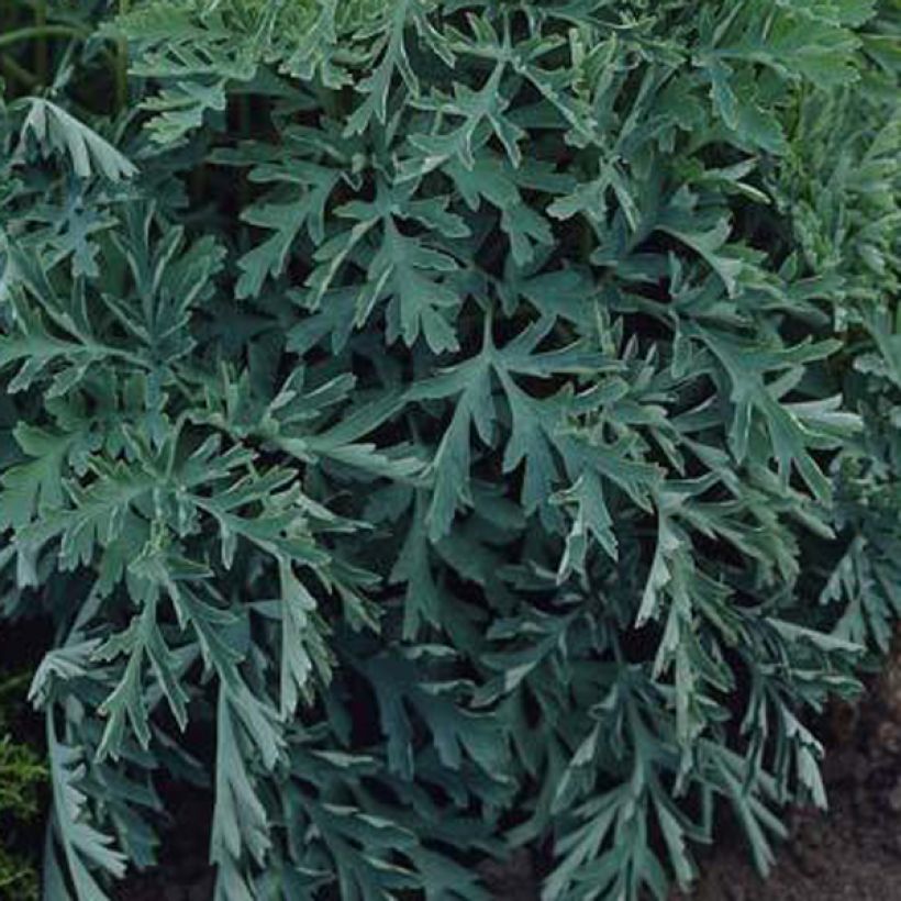 Dicentra formosa Aurora - Zwerg-Herzblume (Laub)