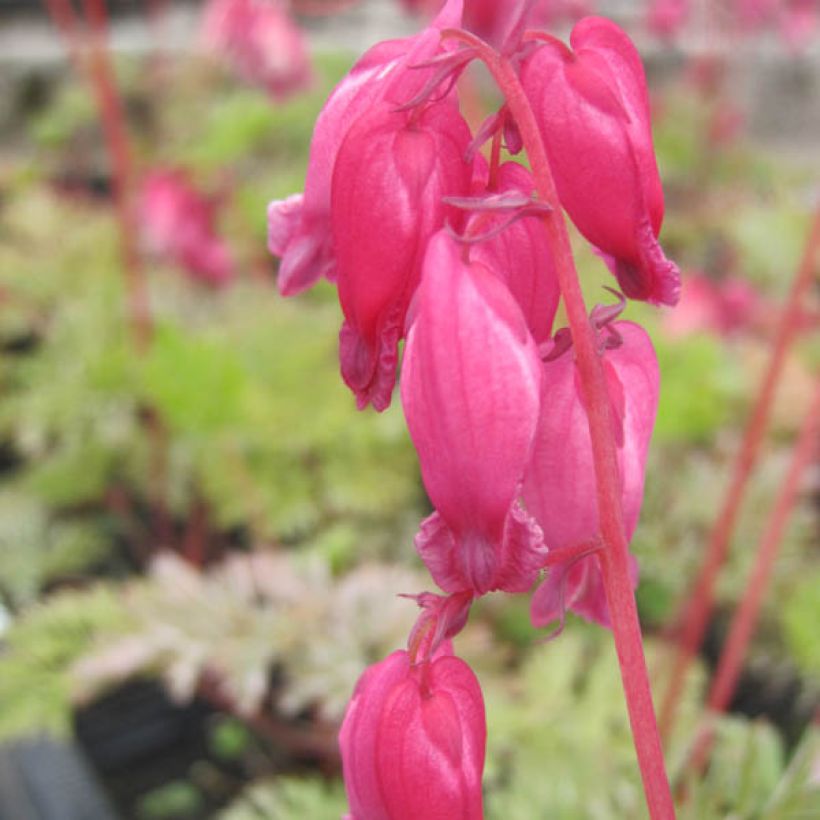 Dicentra formosa Luxuriant - Zwerg-Herzblume (Blüte)