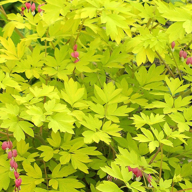 Dicentra spectabilis Goldheart - Tränendes Herz (Laub)