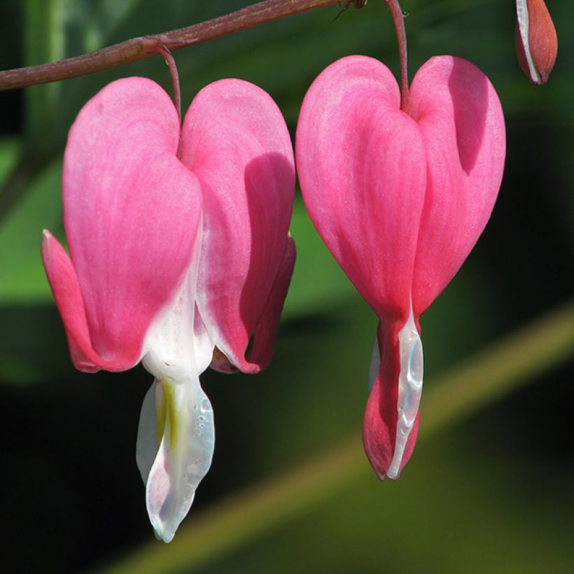 Dicentra spectabilis Goldheart - Tränendes Herz (Blüte)