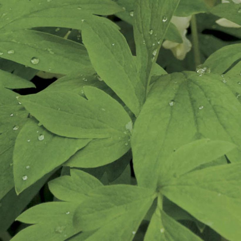 Dicentra spectabilis Alba - Tränendes Herz (Laub)