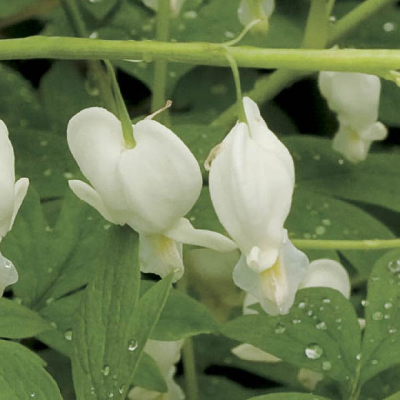 Dicentra spectabilis Alba - Tränendes Herz (Blüte)