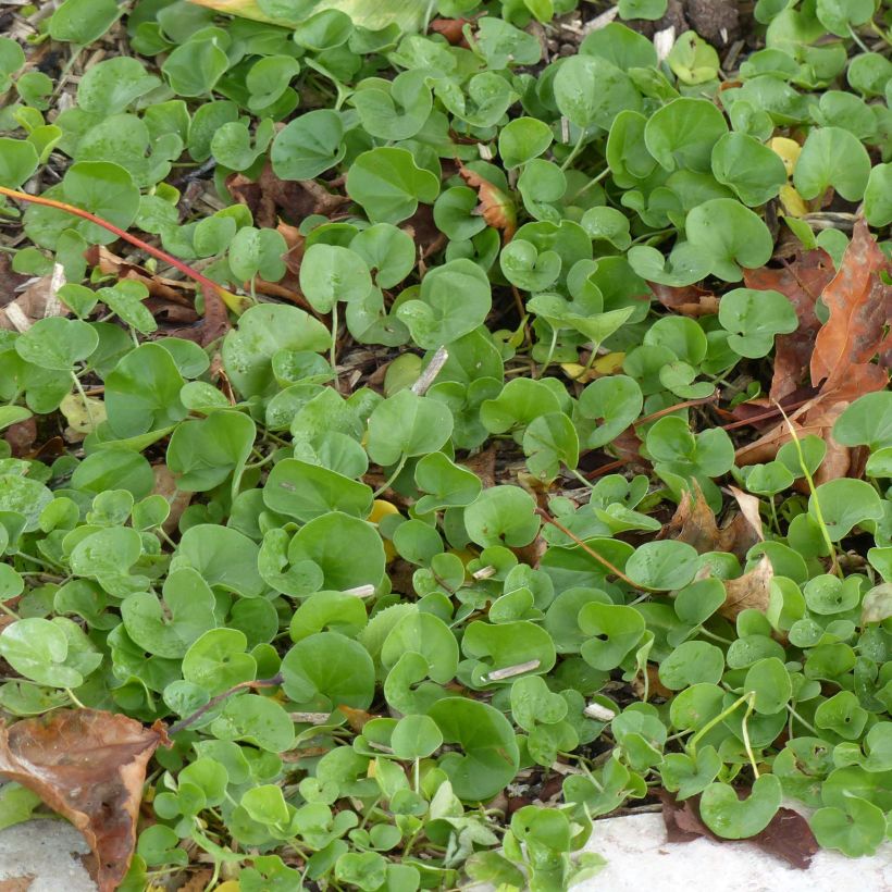 Dichondra repens (Laub)