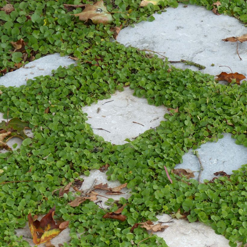 Dichondra repens (Hafen)