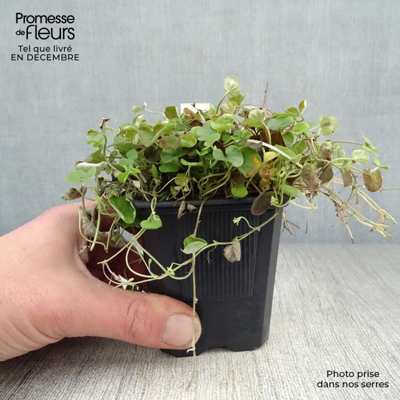 Exemplar von Dichondra repens - Dichondra rampant Godet de 8 cm wie im Winter geliefert