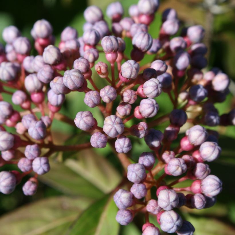 Dichroa febrifuga (Blüte)