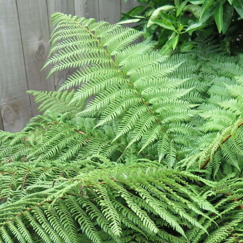 Dicksonia squarrosa - Neuseeländischer Taschenfarn (Laub)