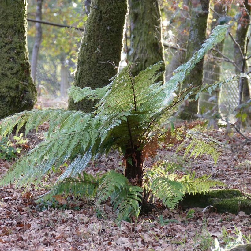 Dicksonia squarrosa - Neuseeländischer Taschenfarn (Hafen)