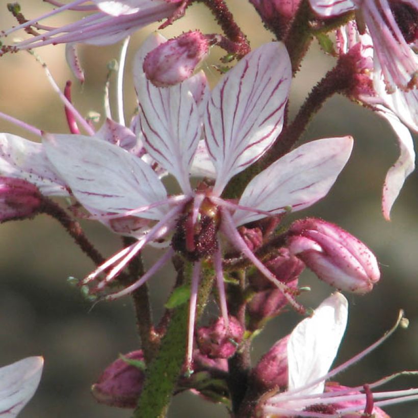 Dictamnus albus - Diptam (Blüte)