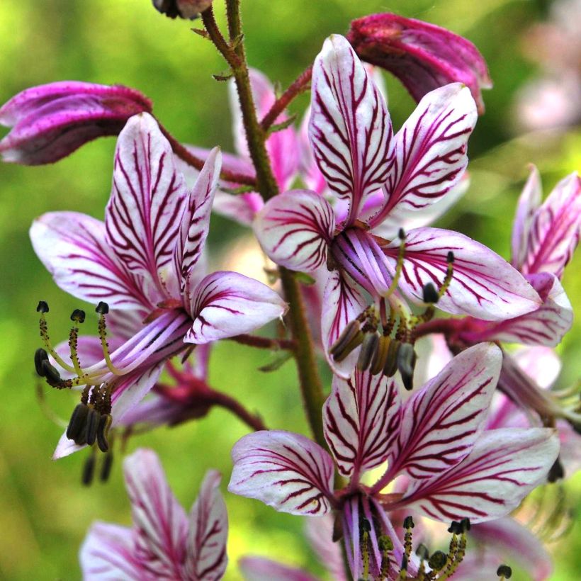 Dictamnus albus var. purpureus - Diptam (Blüte)