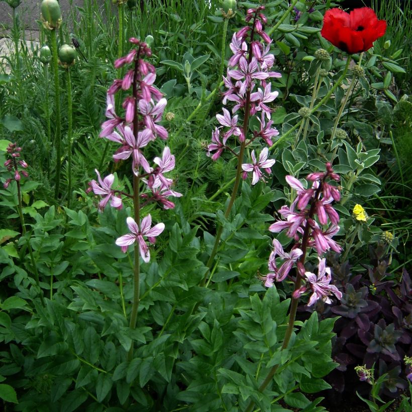 Dictamnus albus var. purpureus - Diptam (Hafen)