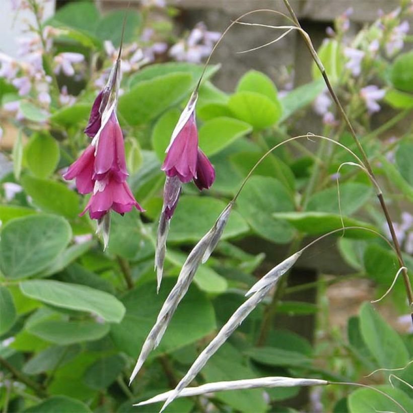 Dierama pulcherrimum Blackbird - Trichterschwertel (Blüte)