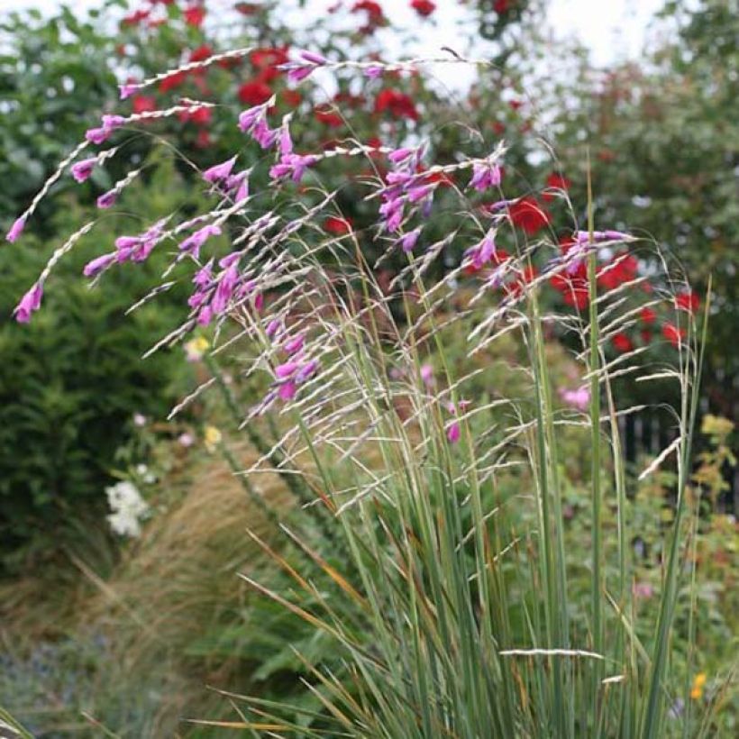 Dierama pulcherrimum - Trichterschwertel (Hafen)