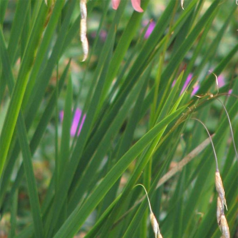 Dierama igneum - Trichterschwertel (Laub)