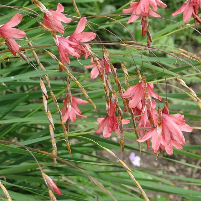 Dierama igneum - Trichterschwertel (Blüte)