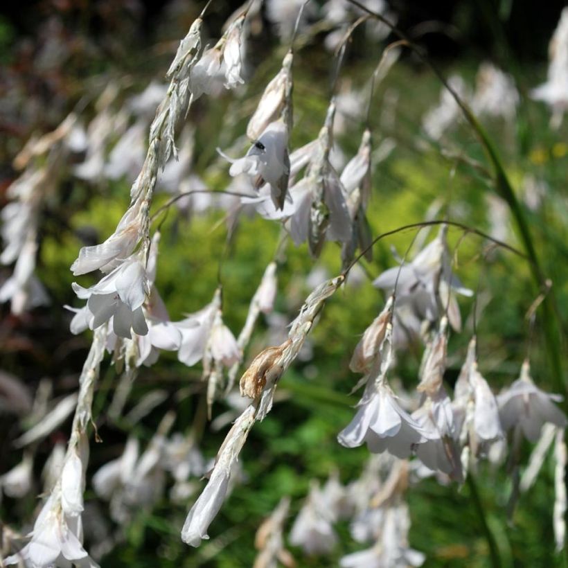 Dierama pulcherrimum Alba - Trichterschwertel (Blüte)