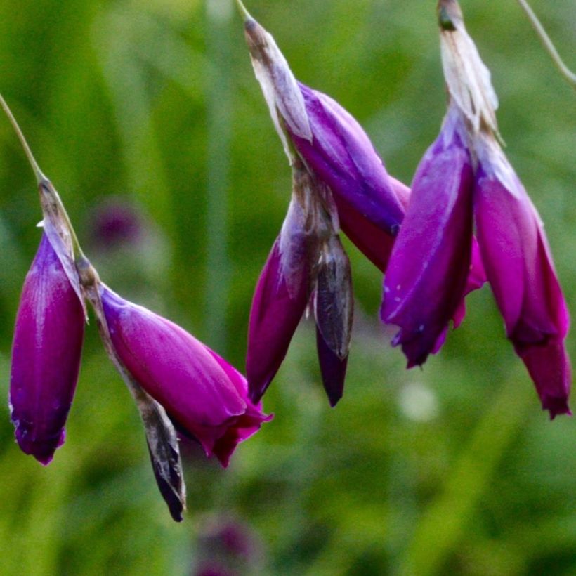 Dierama pulcherrimum Dark Cerise - Trichterschwertel (Blüte)