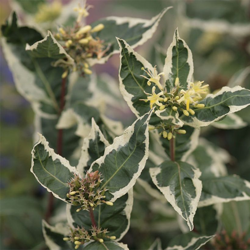 Diervilla sessilifolia Cool Splash - Buschgeißblatt (Blüte)