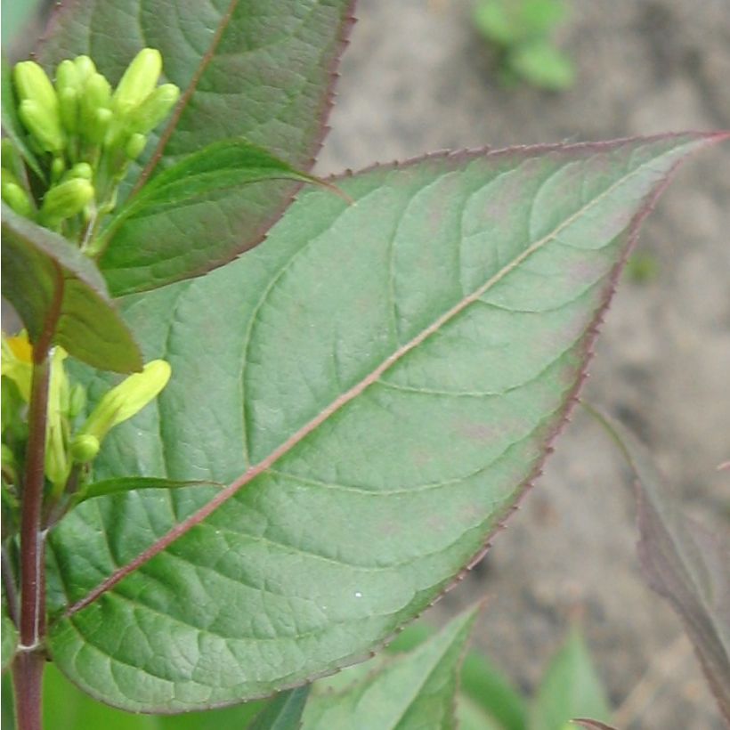 Diervilla splendens - Amerikanische Weigelie (Laub)