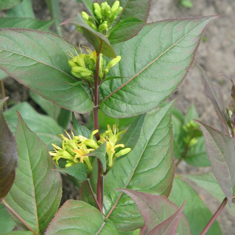 Diervilla splendens - Amerikanische Weigelie (Hafen)