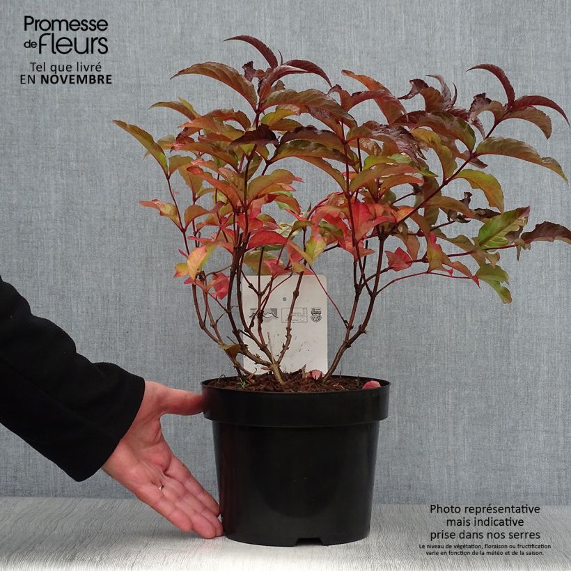 Exemplar von Diervilla splendens Diva - Diervillé en pot de 3/4L wie im Herbst geliefert