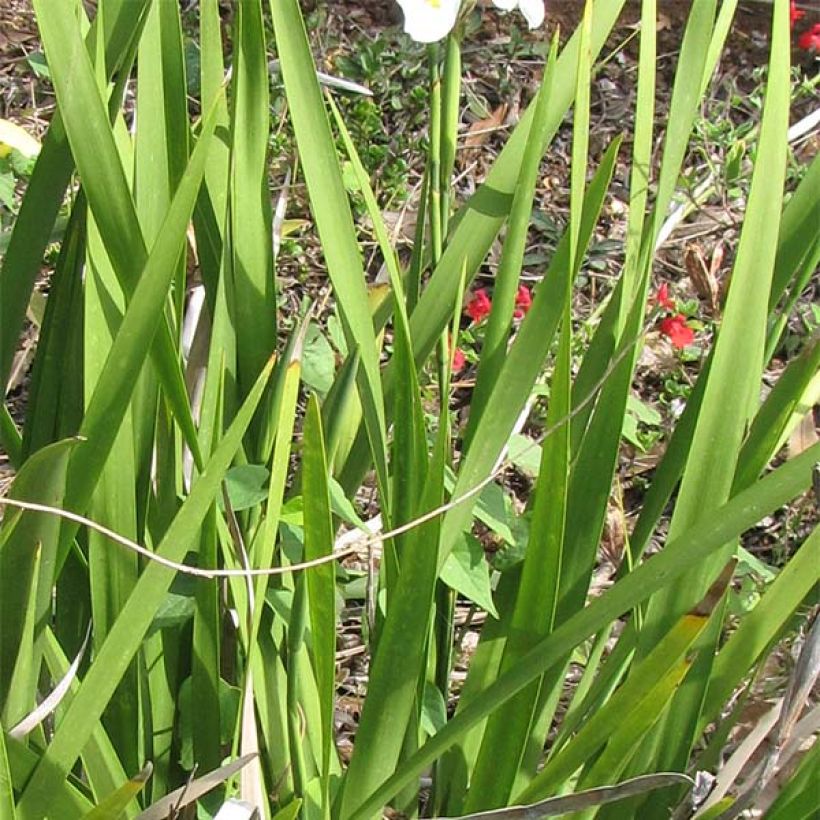 Dietes grandiflora - Dietes (Laub)