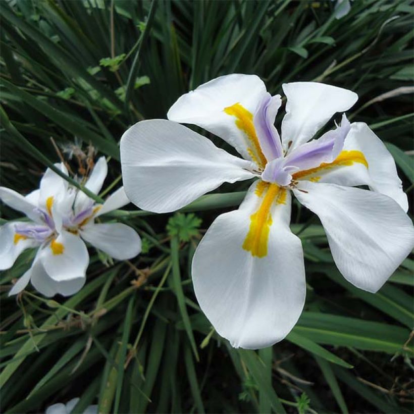 Dietes grandiflora - Dietes (Blüte)