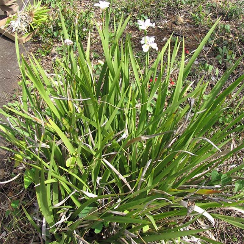 Dietes grandiflora - Dietes (Hafen)