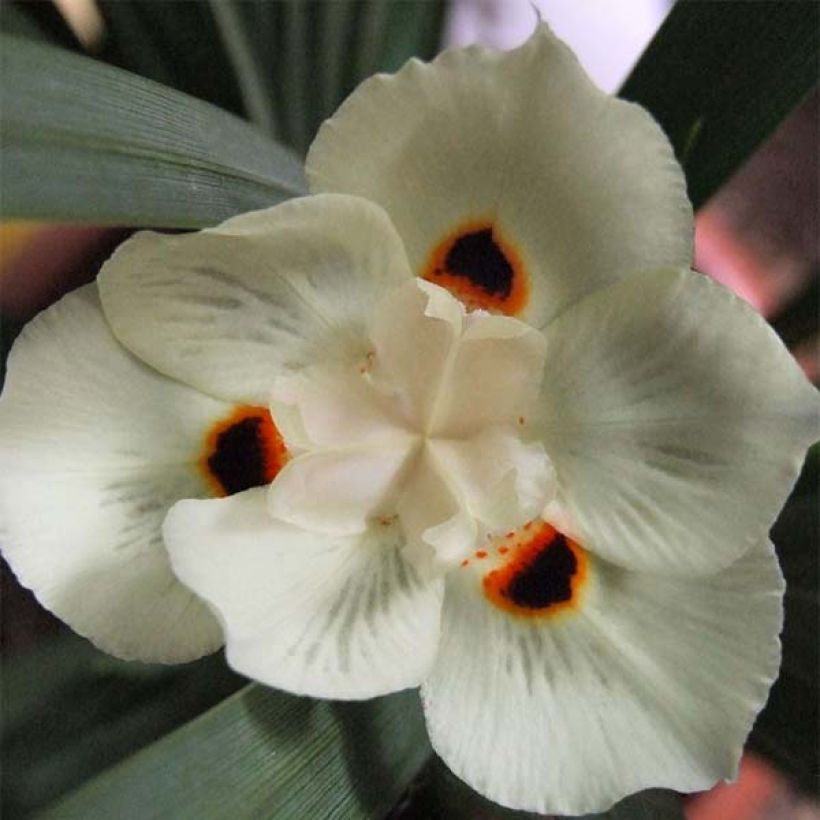 Dietes bicolor - Dietes (Blüte)