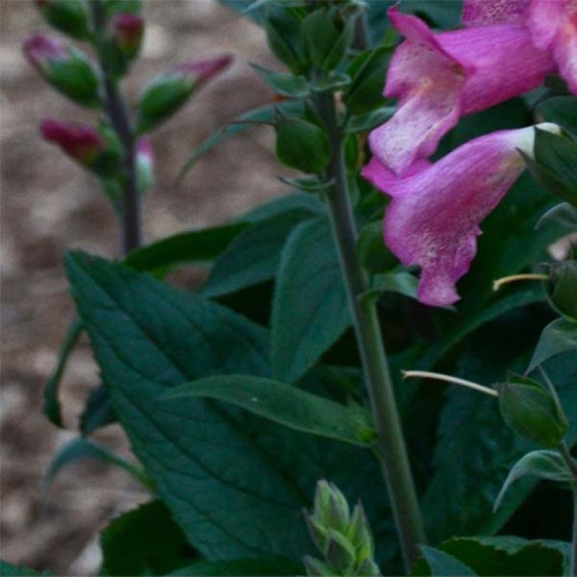 Digitalis Berry Canary - Fingerhut (Laub)