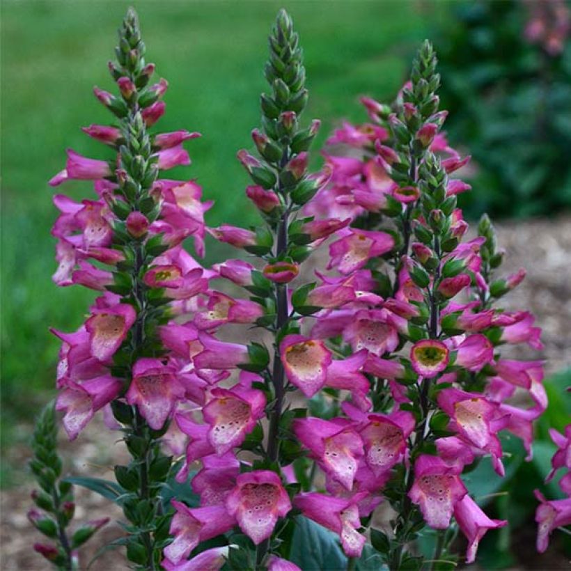 Digitalis Berry Canary - Fingerhut (Blüte)