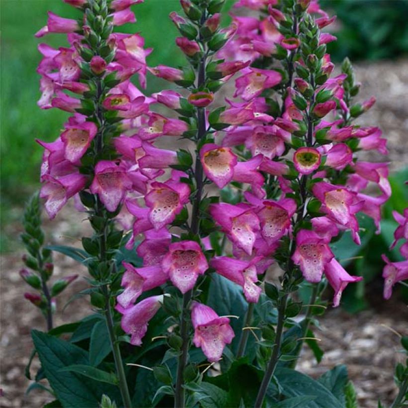 Digitalis Berry Canary - Fingerhut (Hafen)