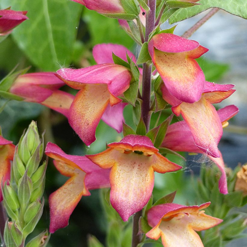 Fingerhut Digiplexis Illumination Flame - Digitalis (Blüte)