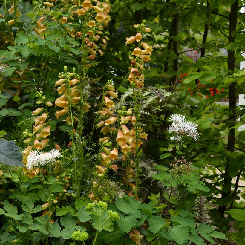 Digitalis Goldcrest - Fingerhut (Hafen)