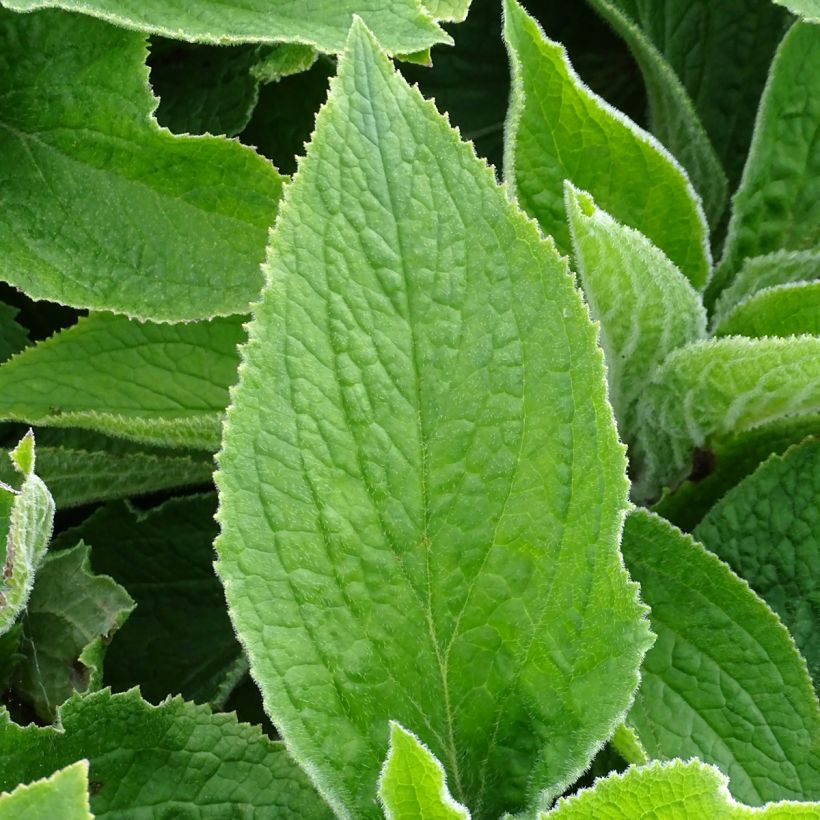 Digitalis mertonensis - Mehrjähriger Fingerhut (Laub)