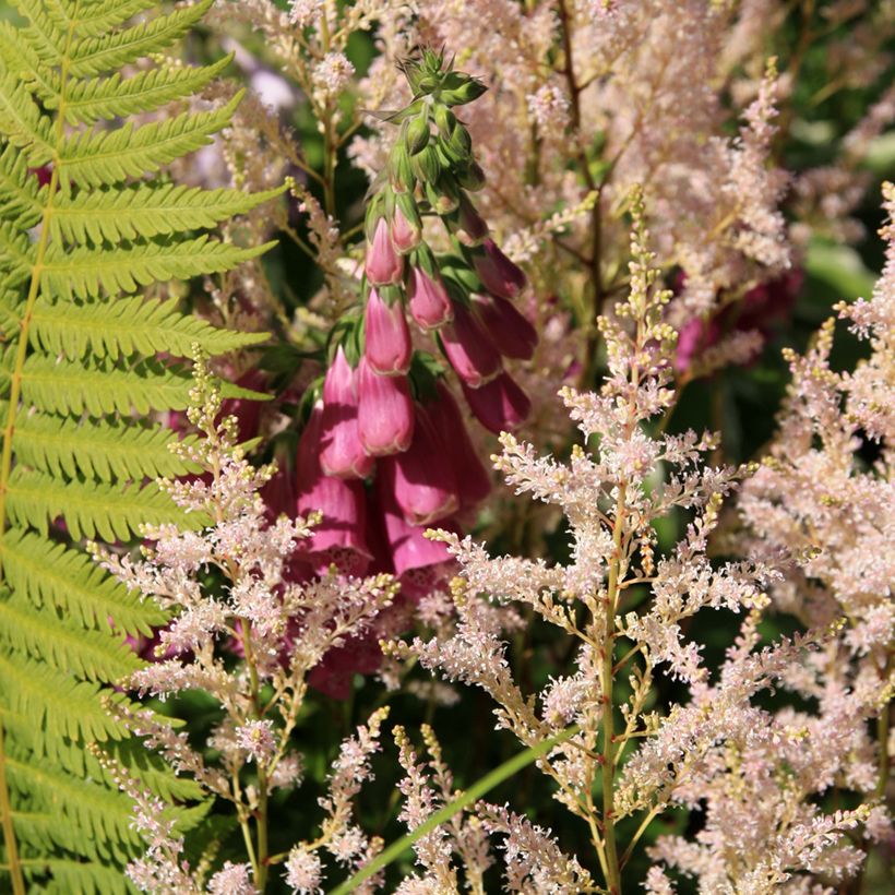 Fingerhut Monstrosa - Digitalis purpurea (Hafen)